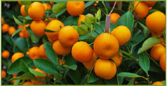 برنامه تغذیه مرکبات